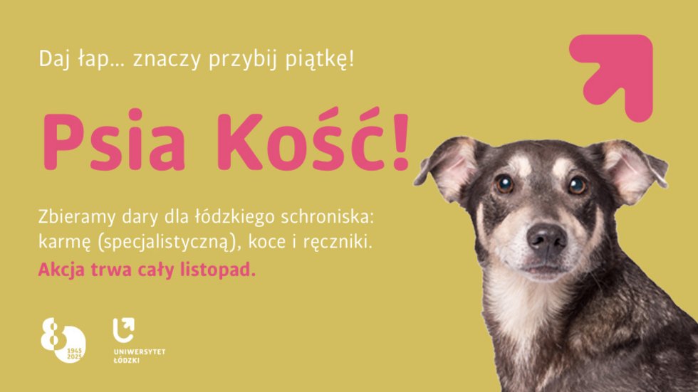 A black and white dog on a yellow background with the words: "Psia Kość!" We're collecting donations for the Lodz Animal Shelter: specialised pet food, blankets and towels. The campaign runs throughout November.